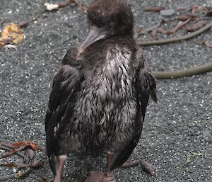 Lonely looking chick grey in colour