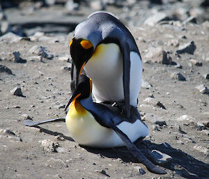 King penguin on top of another king penguin