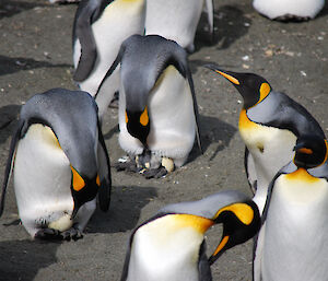 King penguins looking at their eggs as some are hatching