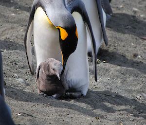 Close-up of a king penguin looking down on its chick