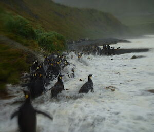 Big waves washing up on beach and penguins trying to get to higher ground