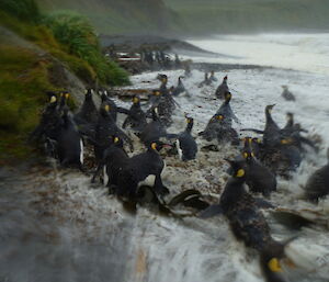King penguins getting washed along by the big waves on the beach