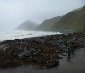 Very high tide on the beach, big waves, and lots of kelp washed up