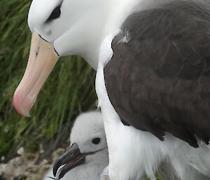Close up of an albatross in nest with it’s chick