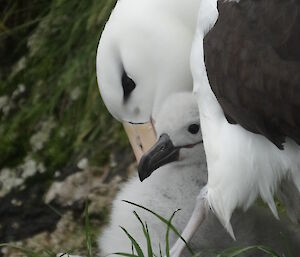 Close up of albatross in nest with chick