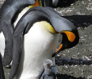 Close up of a king penguin looking down on it’s chick