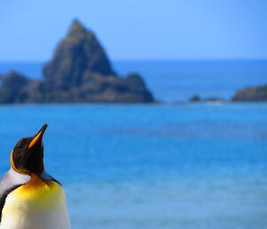 Close up photo of top half of king penguin with ocean in background