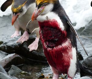 Royal penguin with a bite taken out of his belly, lots of blood but still standing