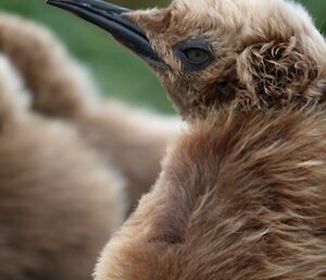 Close up of a fluffy brown king penguin chick