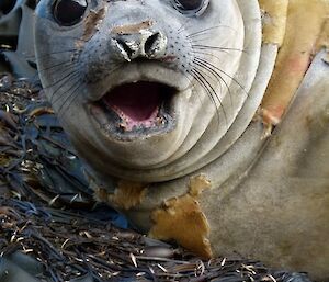 Young ele seal pops its head up in front of the camera