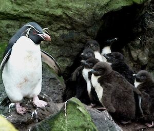 Adult rockhopper penguins looking over five chicks