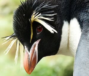 Close up of a rockhopper penguins face