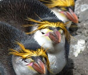 Four royal penguins lined up in a row