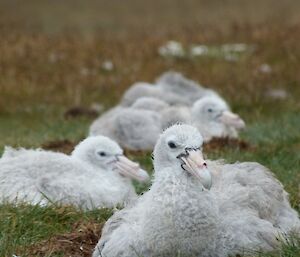 Close up photo of 4 grey fluffy petrel chicks on the grass