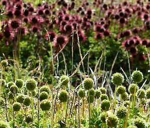 Type of plant that sticks to your clothes, photos shows them in abundance