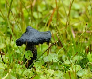 Small brown mushroom amongst green grass