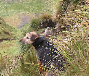 Dog Tama with skua chick on the ground