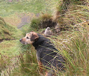 Dog Tama with skua chick on the ground