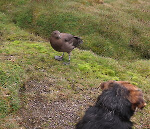 Terrier dog looking at a skua bird
