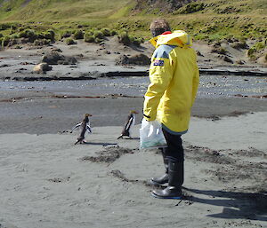 Expeditioner dressed in yellow jacket stops to let two royal penguins pass