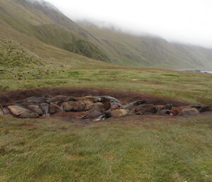 Ten elephant seals crowded in a large smelly mud pit