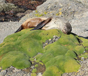 Small fur seal asleep on top of a moss covered rock