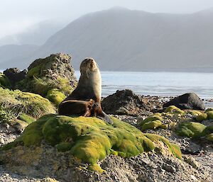Fur seal high on a rock, ocean in background