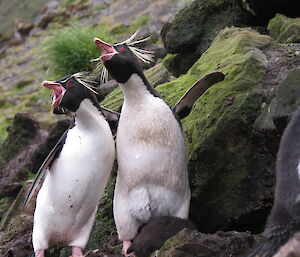 Two penguins look like they are singing, leaning into each other