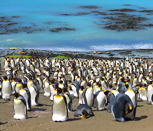 Large number of king penguins on the beach with ocean in the background