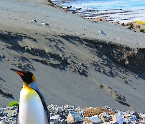 King penguin on its own standing high on a hill with the ocean and station in the background