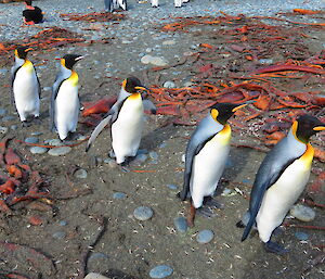 Five king penguins following each other in single file