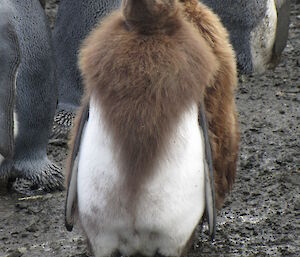 Chck moulting in a way that it looks like it’s wearing a fur coat