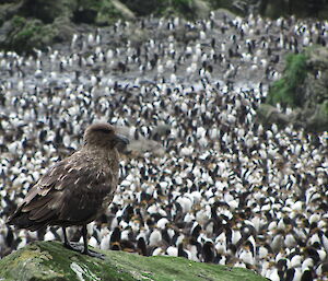 Grey/brown skua bird looking over thousands of royal penguins