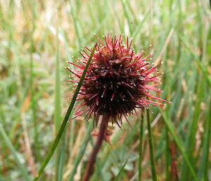 Small thorny red plant