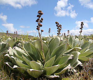 Sturdy silver green megaherb with flower in centre — pleurophyllum hookeri