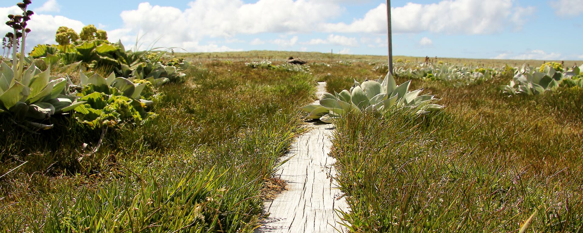 Boardwalk surrounded by recovering vegetation