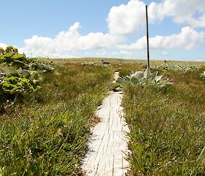 Boardwalk surrounded by recovering vegetation