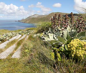 View from top of mountain down the east coast, flowering megaherbs