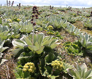 View from top of mountain down the east coast, flowering megaherbs