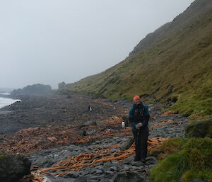 Female expeditioner walking along a rocky beach covered in thick large kelp