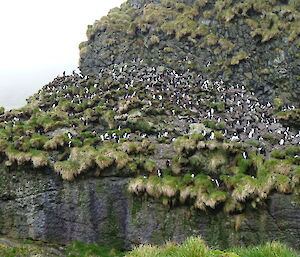 Approx 50 Rockhoppers perched high up on rocks