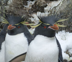Close up of two rockhoppers, black and white penguin with long yellow feathers coming from side of face