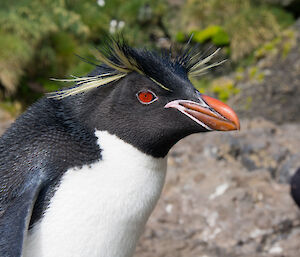 Close up of a rockhopper, black and white penguin with yellow long feathers coming from face