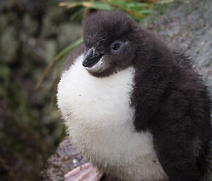 Small fluffy dark grey and white penguin chick