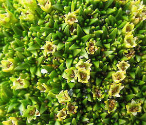 Close up of a bright green hardy plant