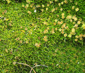Bright green plant, looks like moss