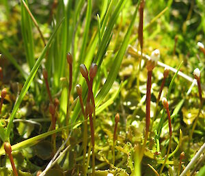Plant with longer stems, mostly green but some younger stems red