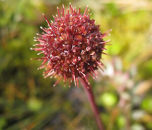 Small, red ball of tiny skinny thorns