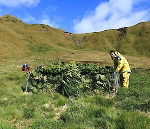 Expeditioner looking into small fenced off area plants growing higher than outside the fenced area