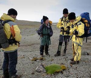 Four expeditioners standing over a green cushion plant